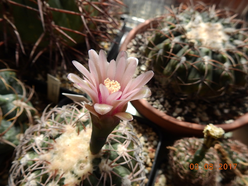 Cacti and Sukkulent in Köln, every day new flowers in the greenhouse Part 182 Bild_763