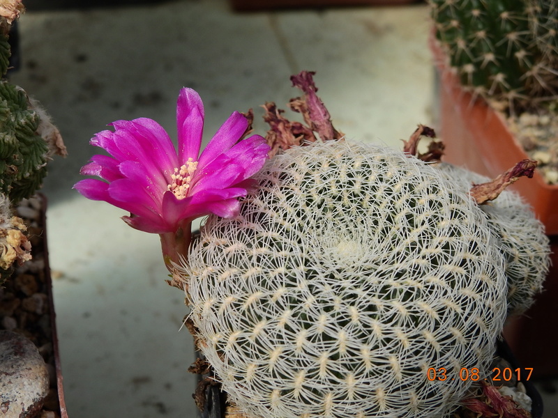 Cacti and Sukkulent in Köln, every day new flowers in the greenhouse Part 182 Bild_772