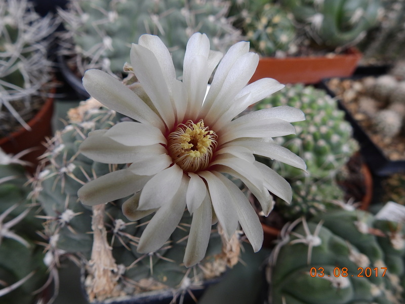 Cacti and Sukkulent in Köln, every day new flowers in the greenhouse Part 182 Bild_793