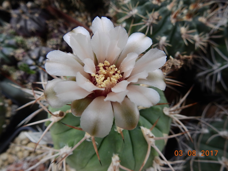 Cacti and Sukkulent in Köln, every day new flowers in the greenhouse Part 182 Bild_800