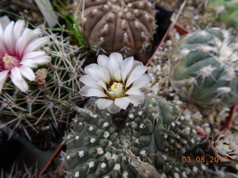Cacti and Sukkulent in Köln, every day new flowers in the greenhouse Part 182 Bild_802