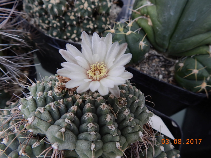 Cacti and Sukkulent in Köln, every day new flowers in the greenhouse Part 182 Bild_804