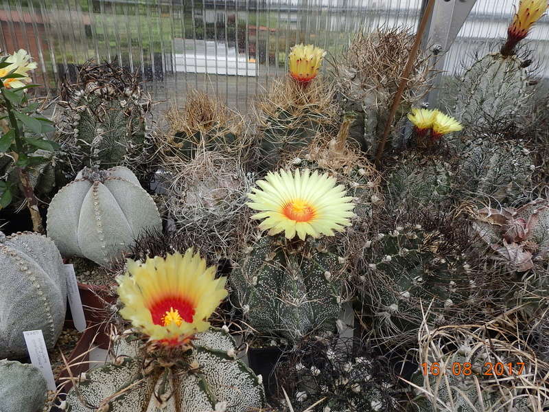 Cacti and Sukkulent in Köln, every day new flowers in the greenhouse Part 182 Bild_868