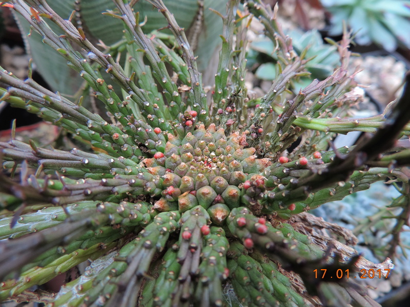 Cacti and Sukkulent in Köln, every day new flowers in the greenhouse Part 183 Bild_927