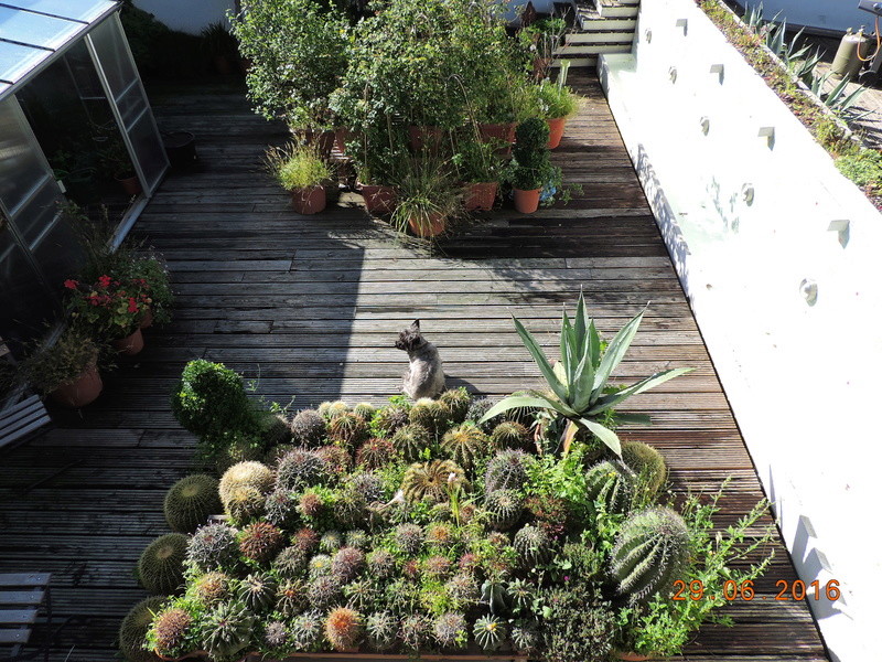 Cacti and Sukkulent in Köln, every day new flowers in the greenhouse Part 183 Bild_972