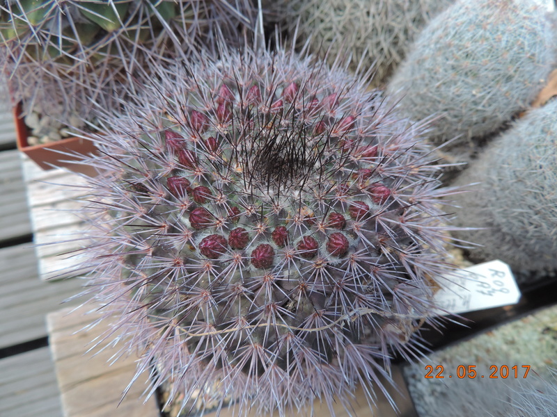 Cacti and Sukkulent in Köln, every day new flowers in the greenhouse Part 183 Bild_976