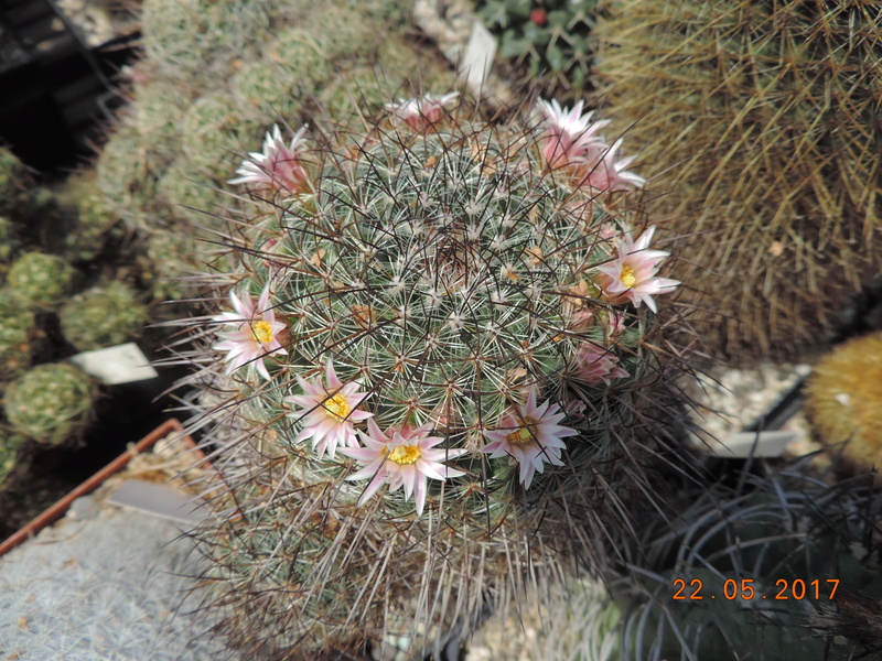 Cacti and Sukkulent in Köln, every day new flowers in the greenhouse Part 183 Bild_980