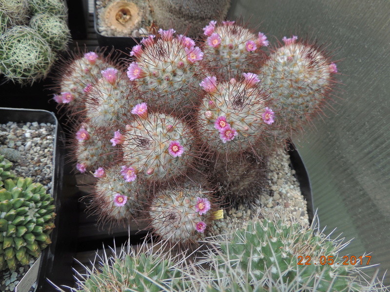 Cacti and Sukkulent in Köln, every day new flowers in the greenhouse Part 183 Bild_982