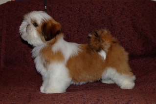 puppies from shihtzu kennel "Sipoly" Gavrsh10
