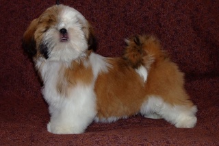 puppies from shihtzu kennel "Sipoly" Gavrsh11