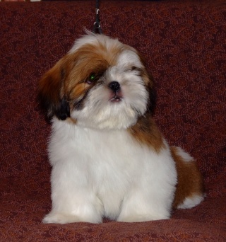 puppies from shihtzu kennel "Sipoly" Gavrsh13