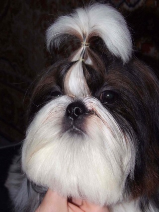 puppies from shihtzu kennel "Sipoly" Georg210
