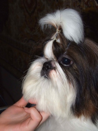 puppies from shihtzu kennel "Sipoly" Georg310