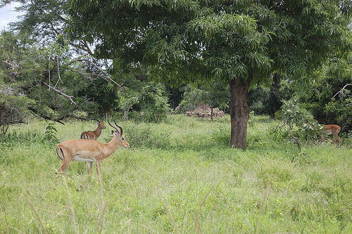 Lombuka Camp Site 33913511