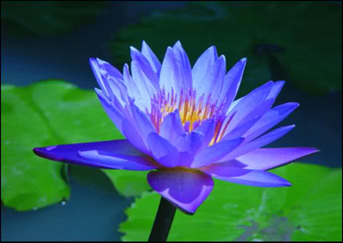 lotus esprit - LOTUS ESPRIT #1 14_11