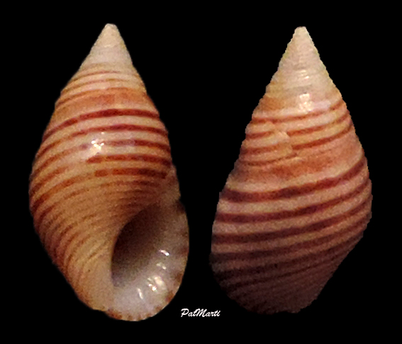 Angiola lineata (da Costa, 1778) Angiol10