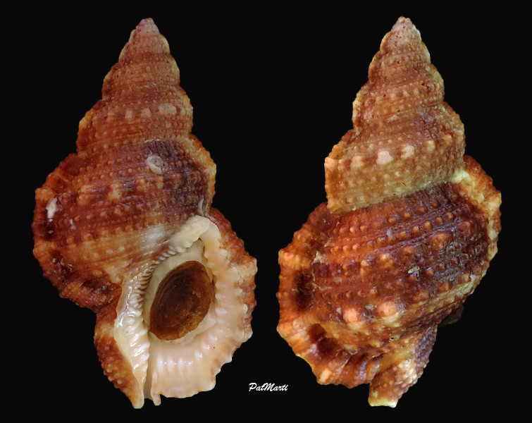 Bursidae Dulcerana affinis (Broderip, 1833) Bursa-15
