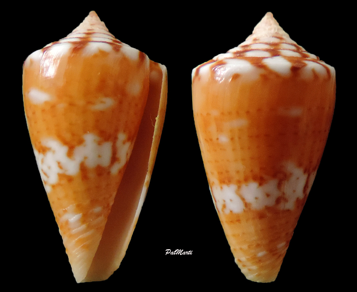 Conus (Dauciconus) brasiliensis  Clench, 1942  Conus-11