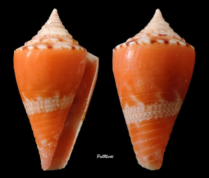 Conasprella (Conasprella) articulata (G. B. Sowerby II, 1873) Conus-12
