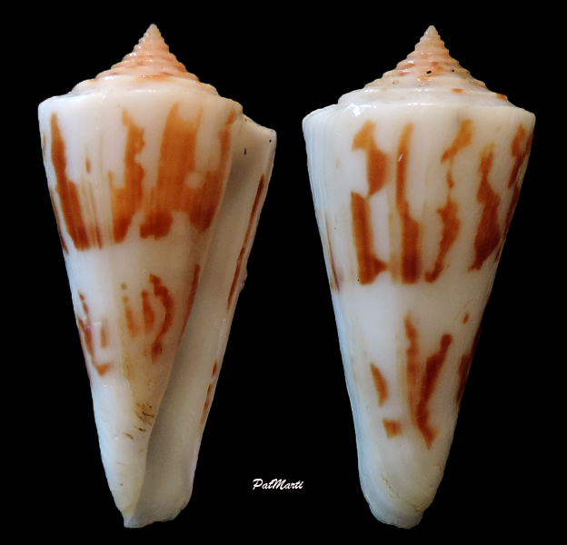 Conus (Dauciconus) poormani  Berry, 1968 Conus-16