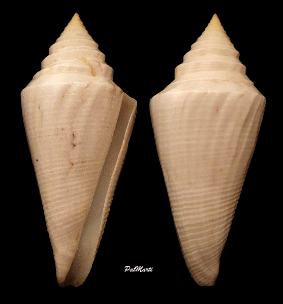 Dauciconus coltrorum (Petuch & Myers, 2014 Conus-18