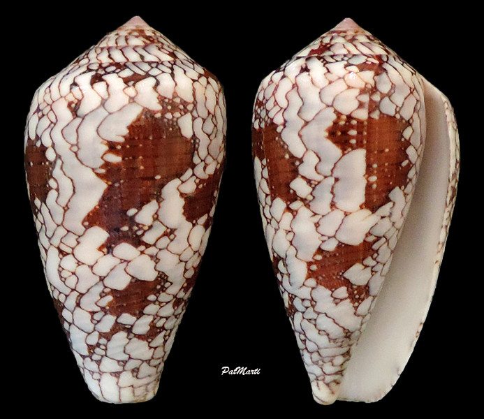 Conus (Darioconus) behelokensis Lauer, 1989 - Page 3 Conus-21