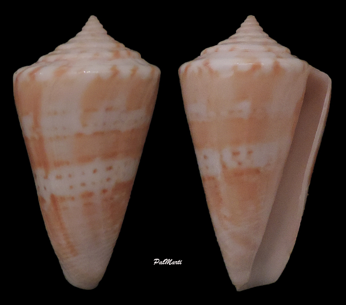 Conus (Lamniconus) lemniscatus    Reeve, 1849 Conus-24