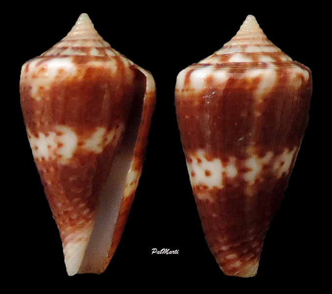 Conus (Splinoconus) rupelli (Reeve, 1848) voir Conus (Splinoconus) boeticus Conus-32