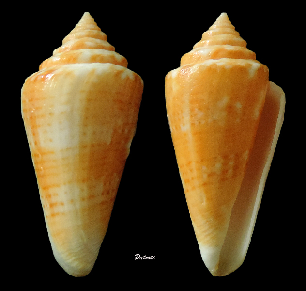 Conus (Lamniconus) lemniscatus    Reeve, 1849 Conus-42