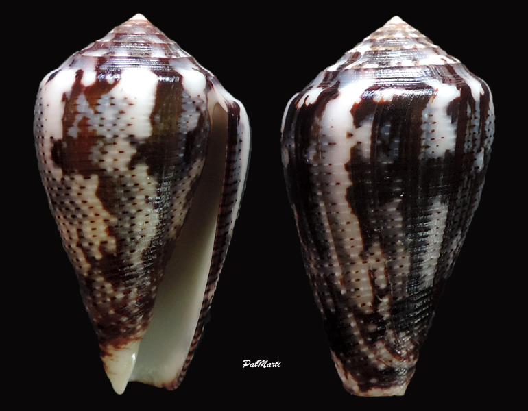 Conus (Pionoconus) easoni (Petuch & Berschauer, 2018) Conus-47