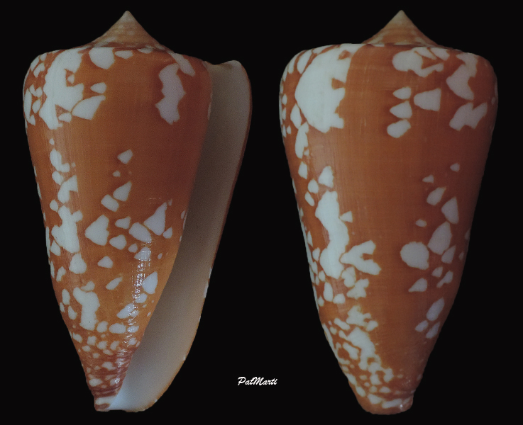 Conus (Darioconus) crocatus thailandis  da Motta, 1978 Darioc10