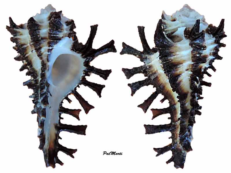 Homalocantha scorpio - (Linnaeus, 1758) - juvénile Hoaloc10