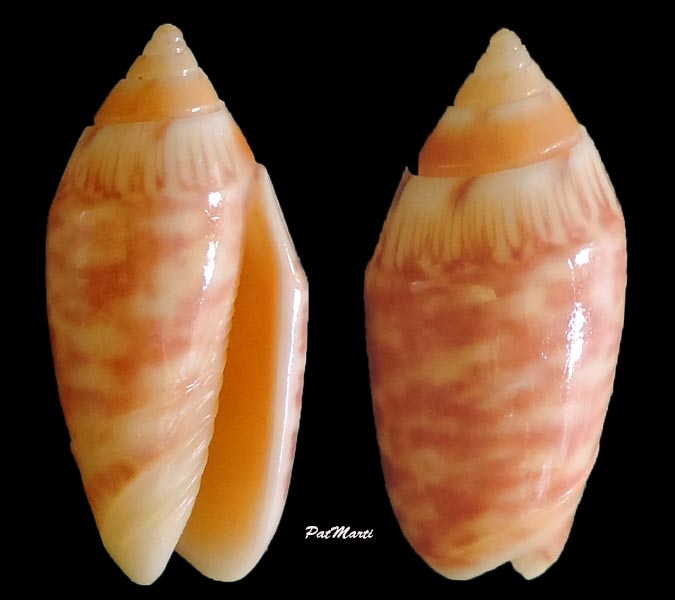 Annulatoliva parkinsoni (Prior, 1957) - Worms = Oliva parkinsoni Prior, 1975 Oliva-12
