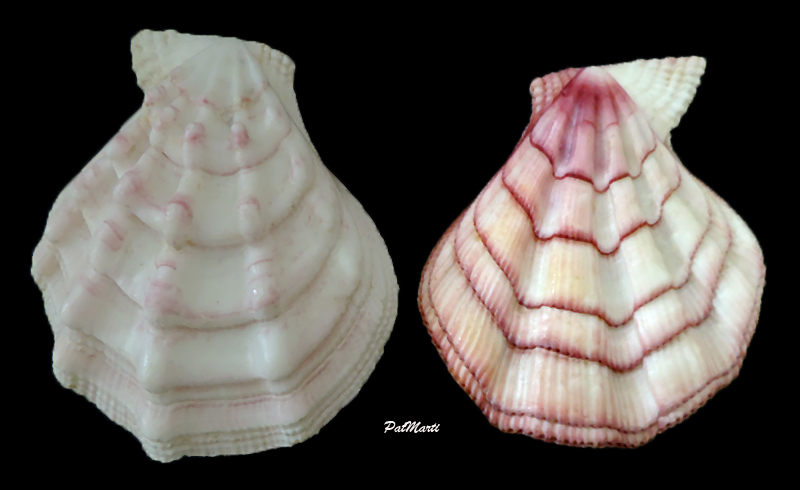 Swiftopecten swiftii - (Bernardi, 1858) Pecten13