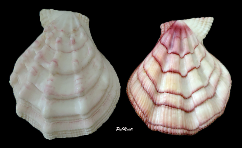 Swiftopecten swiftii (Bernardi, 1858) Pecten13