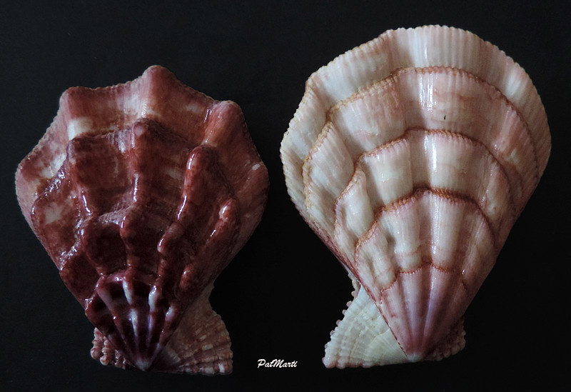 Swiftopecten swiftii (Bernardi, 1858) Pecten20