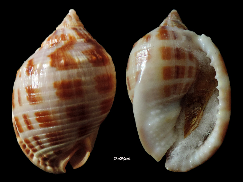Semicassis centiquadrata - (Valenciennes, 1832) Semica11