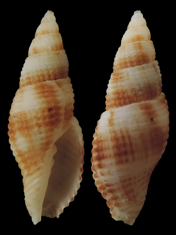  Costellariidae Costapex martinorum (Cernohorsky, 1986)   Vexill14