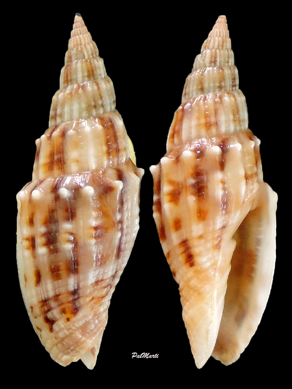 Vexillum obtusispinosum - (Sowerby, 1874) Vexill28