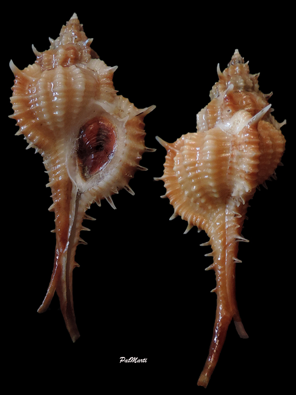 Vokesimurex mindanaoensis (G. B. Sowerby II, 1841)  Vokesi12