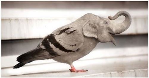  Dessins et Photos humoristiques - Page 21 Pigeon10