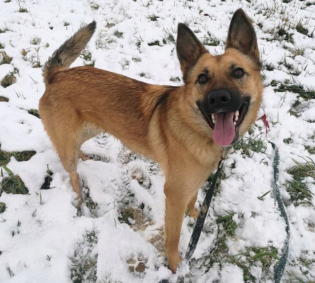 Kaya, X-Berger Belge Malinois, née en 2016 - SLPA Amance Kaya510