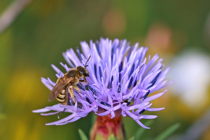 abeille du matin Img_6915