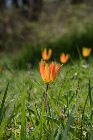 Tulipa orphanidea Tulipa12