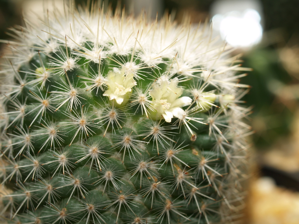 Need help in id of this Mammillaria  Thank you  P111