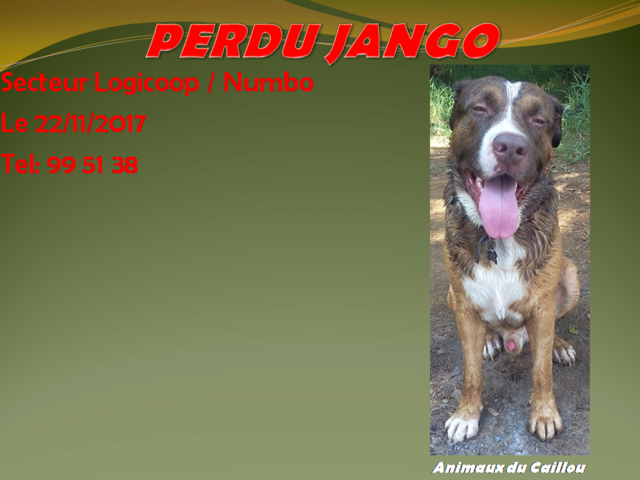 PERDU JANGO chien marron fauve et blanc secteur Logicoop / Numbo le 22/11/2017 20171132