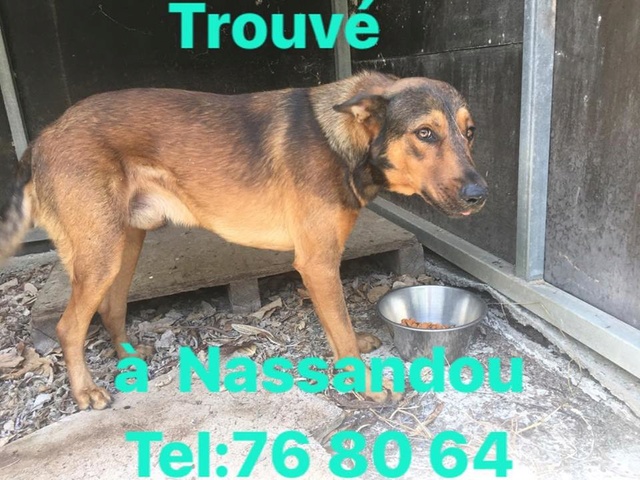 TROUVE chien type berger feu et marron foncé à Nassandou le 20/11/2017 20171167