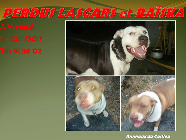 PERDUS 2 pitbulls / amstaff LASCARS noir et blanc et RAÏSKA marron et blanche à Yahoué le 25/11/2017 20171183