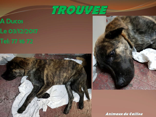TROUVEE jeune chienne bringée à Ducos le 03/12/2017 20171218