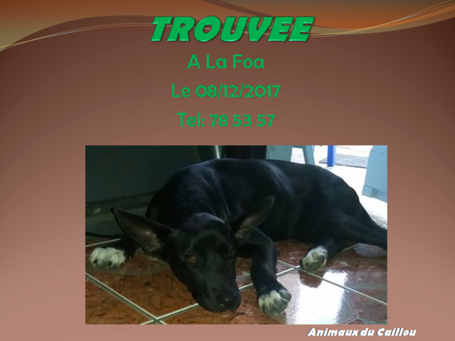 TROUVEE chienne noire avec petites chaussettes blanches à La Foa le 08/12/2017 20171227